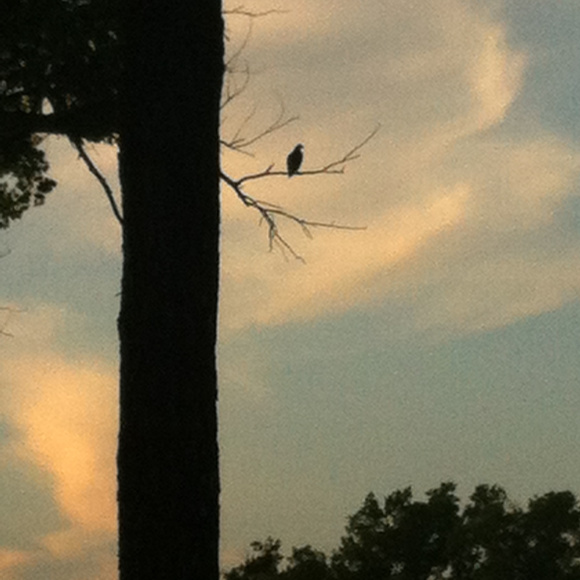 Meet your Posher, Amelia - Picture 2 of 2